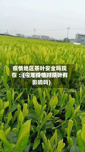 疫情地区茶叶安全吗现在︰(今年疫情对茶叶有影响吗)-第2张图片